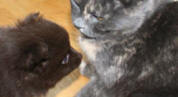 Cola and Natasha.... just thinking ...